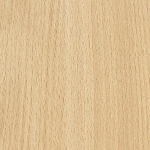 European Beech